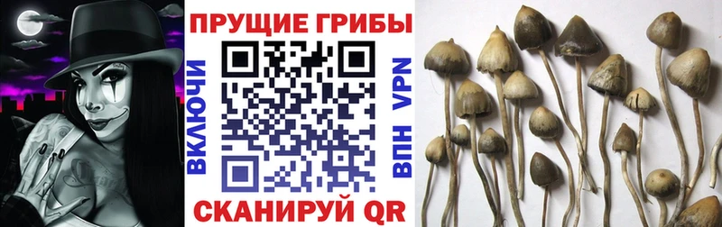 Галлюциногенные грибы Psilocybe  блэк спрут как зайти  Ивантеевка  продажа наркотиков 